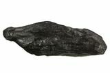 Fossil Sperm Whale (Scaldicetus) Tooth #130179-1